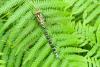 Aeshna cyanea
